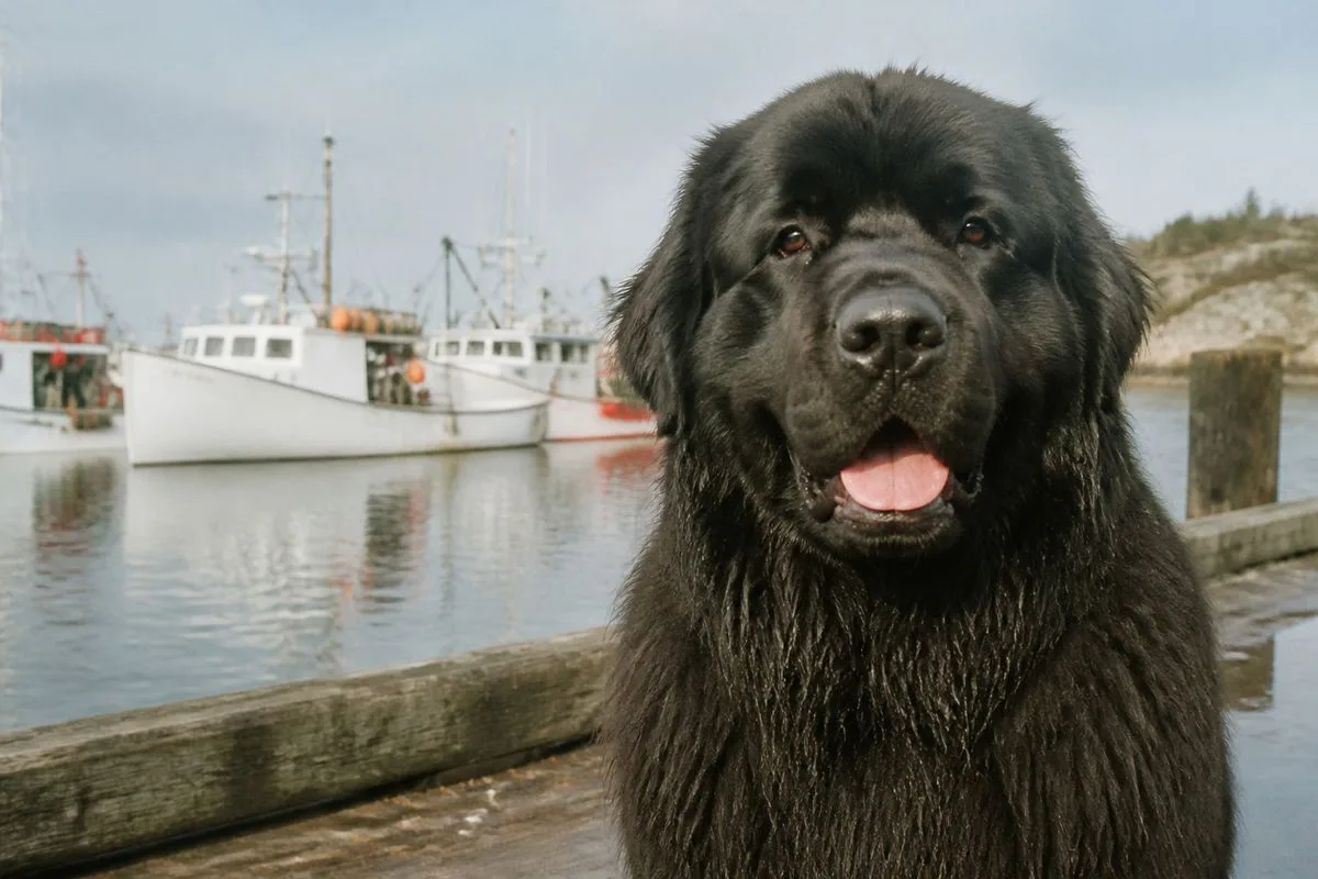 A smiling Newfoundlander speaking with coastal fishing boats behind.