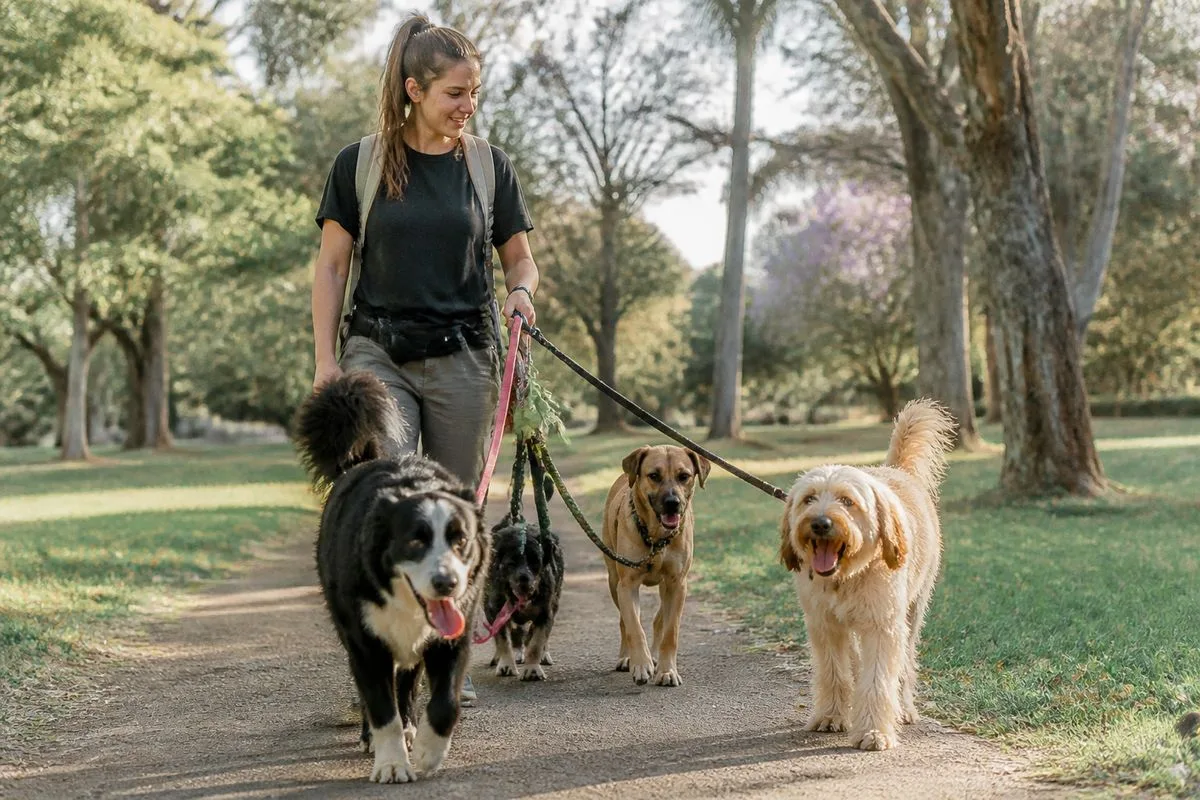 A local dog walker guiding multiple dogs through a neighborhood park